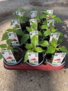 Bild von Peper "Peperone" Bio